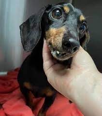 Dachshund, dog, drsf, mdas, puppy, rescue. Dachshund Rescue South Florida Fundrazr