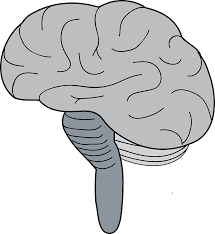 The two are separated by dura mater. Brain Cerebrum Brainstem Free Vector Graphic On Pixabay