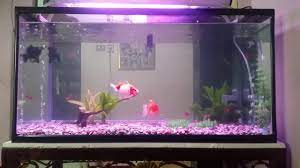 Membahas segala hal tentang ikan hias air tawar, laut, aquarium hingga permasalahan perawatan yang harus dilakukan. Aquarium Ikan Hias Air Tawar Youtube