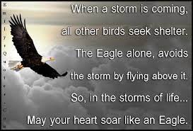 It simply uses the storm to lift it higher. When A Storm Is Coming All Other Birds Seek Shelter The Eagle Alone Avoids The Storm By Flying Above It So In The Storms Of Life May Your Heart Soar Like