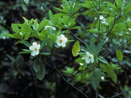 Image result for Lasianthus