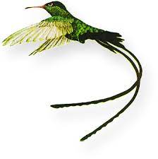 Maybe you would like to learn more about one of these? Jamaica National Bird The Doctor Bird Trochilus Polytmus Injamaica