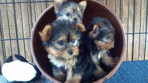 Yorkie Male Puppies 500 229 246 6072 Yorkie Puppies Pets