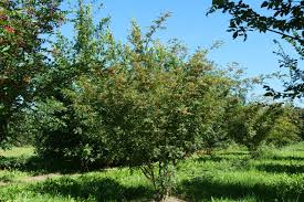 Image result for Zanthoxylum lindense