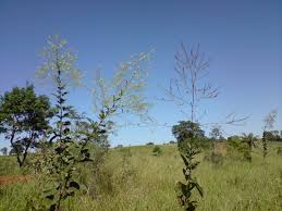 Image result for Desmodium subsecundum