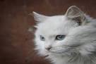 8 Cat Breeds Who Totally Act More Like Dogs! - CatVills