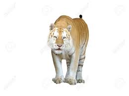 See more ideas about golden tabby tiger, golden tabby, tabby. Golden Tabby Tiger Or Strawberry Tiger Isolated Stock Photo Picture And Royalty Free Image Image 102963148