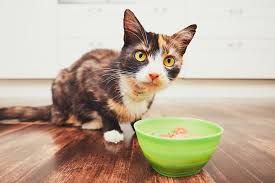 Price ingredients of cat food dish would fetch at market. What S The Best Cat Food Dish Two Crazy Cat Ladies