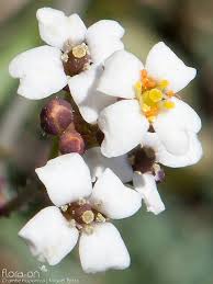 Image result for Crambe hispanica