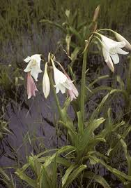 Image result for Crinum paludosum