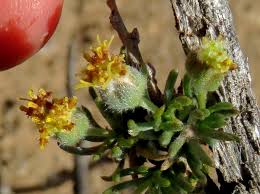 Image result for Eriocephalus ambiguus