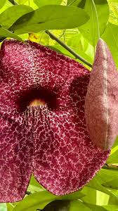 Image result for Aristolochia littoralis