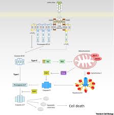 This lecture explains about the eastern blotting technique and the steps of eastern blot to detect the post translational modification. Controlling Cell Death Through Post Translational Modifications Of Ded Proteins Trends In Cell Biology