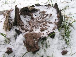 Image result for Scleroderma polyrhizon