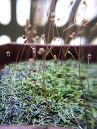 Image result for Utricularia subulata