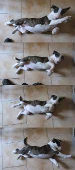 tica tica by saraquarelle on deviantart mini bull terriers bull terrier british bull terrier