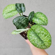 Check spelling or type a new query. Scindapsus Pictus Silver Splash 0604 Peace Love Happiness Club