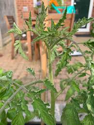 Image result for BLACKFLY ON TOMATO PLANTS