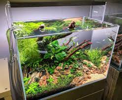 Aquarium Gardens On Instagram No Co2 No Problem Just Stick With Easy Plants And Low Lighting You Can Still Make A Be Aquascape Aquarium Garden Easy Plants