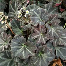 Image result for Galiniera saxifraga