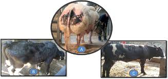 The belgian blue cattle breed were introduced to the united states in 1978 by a farmer from canada nick tutt who immigrated to texas and showed the breed to the universities in the region. Figure 1 From Myostatin Gene Analysis In The First Generation Of The Belgian Blue Cattle In Indonesia Semantic Scholar