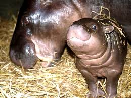 At first glance, the pygmy hippopotamus looks like a mini version of its larger relative, the hippopotamus (also known as the river or common hippopotamus). Pygmy Hippo Zooborns