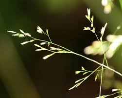 Image result for Avenella flexuosa