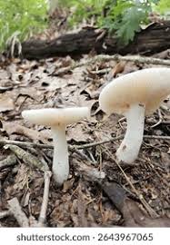Image result for Russula perlactea
