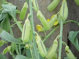 Image result for Crotalaria rhodesiae