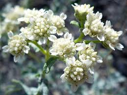 Image result for Parthenium
