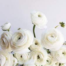 Brooklyn Floral Delight On Instagram Ranunculus Photo Crownfloraflowers Flowers Flow Pretty Flowers Wedding Flowers Beautiful Flowers