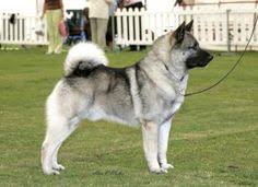 95 Best Norwegian Elkhounds Images Norwegian Elkhound