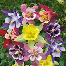 Image result for Aquilegia vulgaris Tower Mix