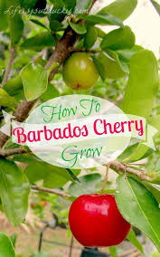 Cherry trees will grow about 1 foot per year, provided they get sufficient amounts of nutrients. How To Grow Barbados Cherry Life Is Just Ducky Growing Fruit Trees Growing Cherry Trees Acerola Cherry
