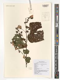 Image result for Pavonia schimperiana