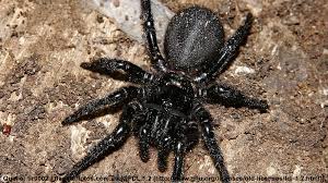Die top 10 liste der gefährlichsten giftspinnen der welt. Die Giftigsten Tiere In Australien