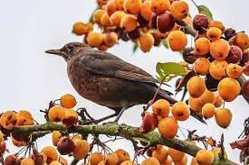 How to keep birds out of apple trees. How To Keep Birds Away From Fruit Trees Urban Garden Gal