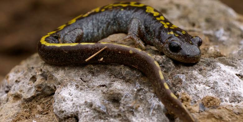 Mga resulta ng larawan para sa Long-toed Salamander"