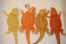 Bearded Dragons Yes These Are Actual Colors They Are