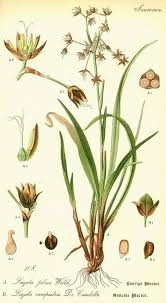 Image result for Juncaceae