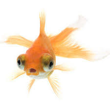 We did not find results for: Benefits Of Goldfish Tank Air Pumps