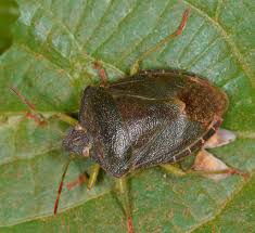 Palomena Prasina ile ilgili gÃ¶rsel sonucu