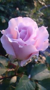 Pin by loretta zanon on The queen of flowers | Hybrid tea roses, Beautiful  rose flowers, Beautiful roses
