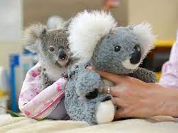 Earlier this week, volunteers from australia's koala rescue got a call about a tiny baby who needed their help. Lonely Baby Koala Finds Comfort In Plush Toy After Losing Mother To Car Accident Abc News
