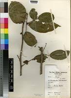 Image result for Uvariodendron