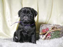 Learn the risks associated with pugs and make sure you're prepared to deal with them down the road. How Much Are Pug Puppies Mom Blog Society