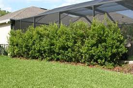 Best uses for include containers. Buy Wax Myrtle Trees Online The Tree Center