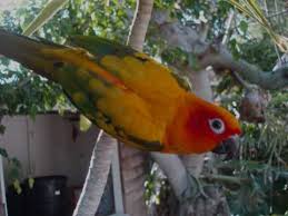 Sun Conure Feather Transformation