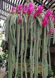 No posts regarding the entheogenic or spiritual uses of cacti, check out /r/druggardening if you want to discuss such things. 14 Cacti And Succulents That Hang Or Trail With Pictures Succulent Plant Care
