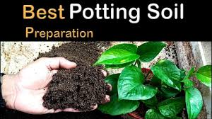 We did not find results for: Best Potting Soil Mix For Indoor Plants Youtube Potting Soil Organic Plants Fertilizer For Plants